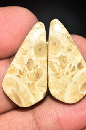 Palm Root Pair Cabochon / Palm Root Pair Gemstone / Fossilized Palm Root / Freeform Shape / 20.70 Ct. / 29x13x4 mm / Loose Gemstone / Q-787
