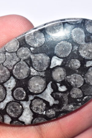 Black Fossil Coral Cabochon / Black Fossil Coral Gemstone / Oval Shape / 81.30 Ct. / 52x32x5 mm. Loose Gemstone B-104